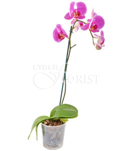 Pink Phalaenopsis orchid in a pot. Sochi